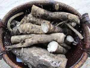 Root ready to be peeled and processed