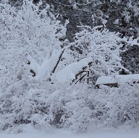Snow Stump
